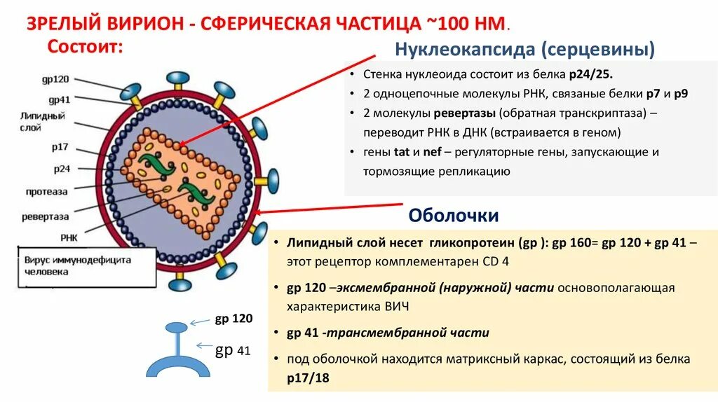 Белки вич. Структура вириона вируса СПИДА. Строение вириона ВИЧ. Вирус ВИЧ строение микробиология. Строение вириона микробиология.