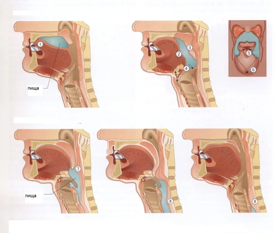 Носоглотка надгортанник. Надгортанник непрямая ларингоскопия. Застреваниемпищи в ночоглодке.