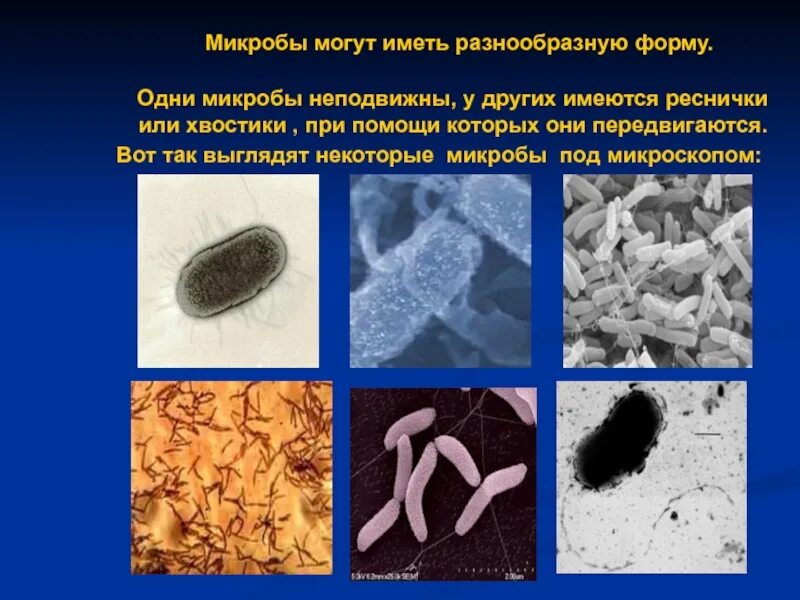 Тема бактерии и вирусы 5 класс. Микробы для презентации. Презентация на тему микробы. Про бактерии детям презентация. Микробы презентация для детей.