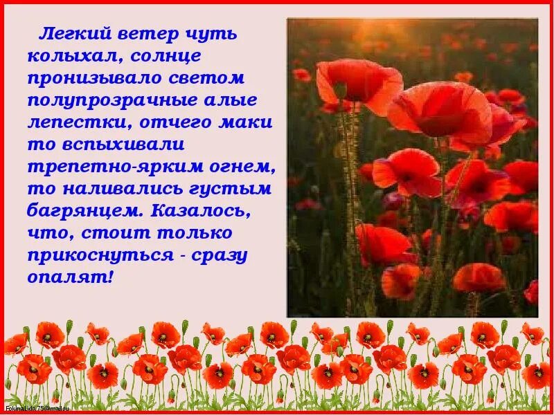 О чем рассказ живое пламя носова кратко. Живое пламя Носов маки. Живое пламя. Отрывок о цветущих маках живое пламя.