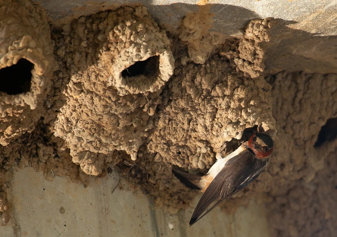Гнезда птиц под крышей дома. Глиняное гнездо ласточки. Разоряют гнездо ласточки. Осиное гнездо гнездо ласточки. Гнездо стрижа.