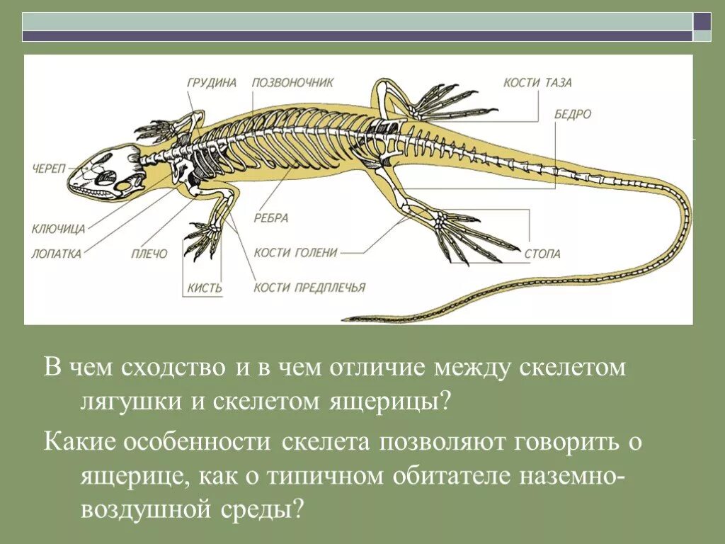 Чем различается скелет земноводных и пресмыкающихся. Строение тела ящерицы скелет. внешнее строение и скелет пресмыкающихся. скелет ящерицы строение рептилий. скелет пресмыкающихся ящерицы прыткой.