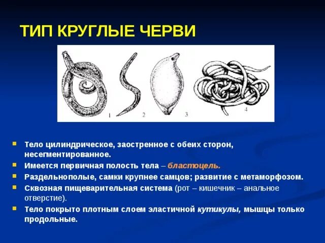 Движение круглых червей. Органы передвижения круглых червей. Метаморфоз круглых червей. Мягкое несегментированное тело