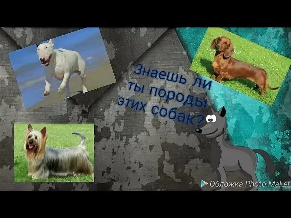 Угадай собаку. Угадать породу собаки по фото. откатай и угадай собаки. тест насколько хорошо ты знаешь породы собак.
