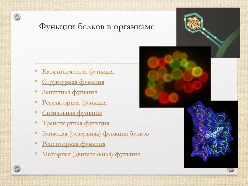 Функции белков в организме. Функции белка в организме человека. Функции. Елка в организме. Белки и их функции в организме.