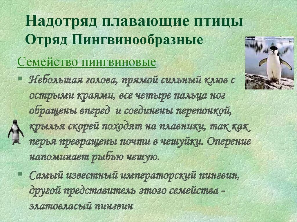 9 отрядов птиц. Отряды плавающих птиц. Надотряд плавающие птицы. Отряд птиц и надотряд. Представители надотряда типичные птицы.