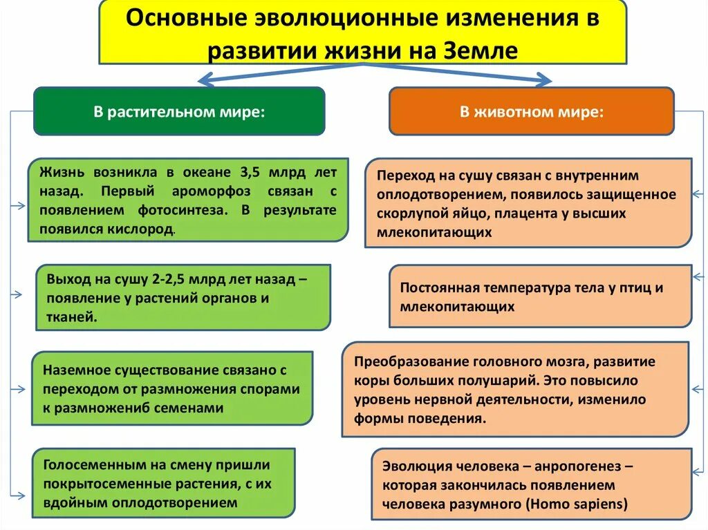 Основные эволюционные изменения