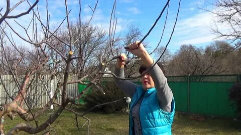 Обрезаем грушу видео
