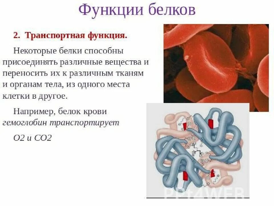 Системы выполняющие транспортную функцию. Функции белков. транспортная функция белков. белок, выполняющий в организме транспортную функцию. транспортный белок функции.