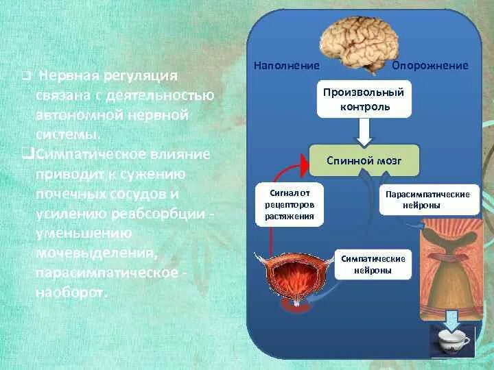 Что регулирует и контролирует произвольные реакции организма