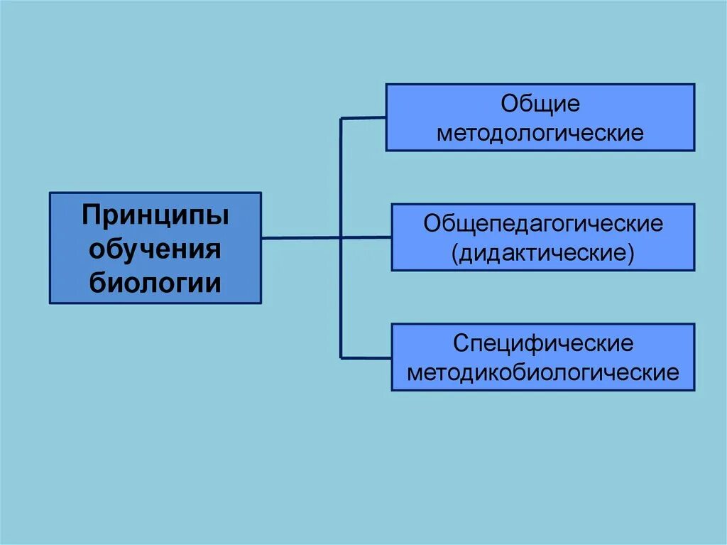 Системы образования по биологии. Принципы обучения биологии. Принципы преподавания биологии. Дидактические принципы обучения биологии. Методы и принципы обучения биологии.