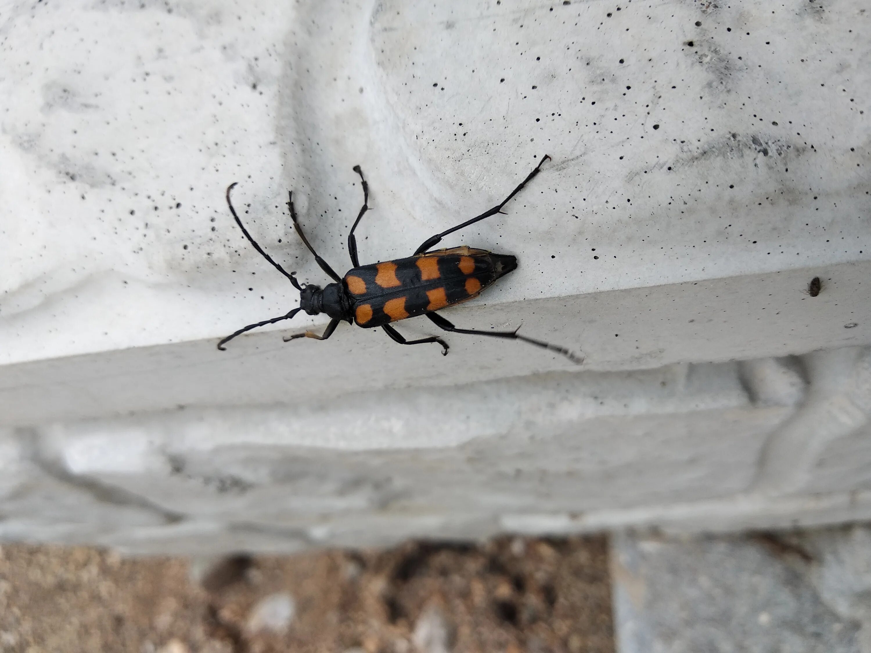 Детектор "antibug" profiplus "protect" 1203. Обнаружим жучки. Бельевые клопы санэпидемстанция. Обнаружим жучки. Где найти жуков.