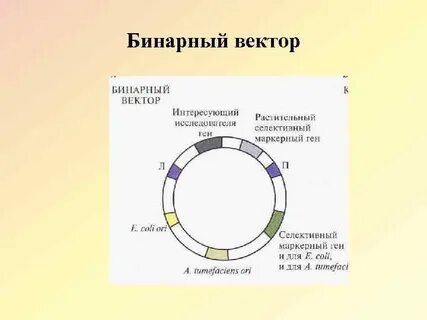 Бинарный вектор