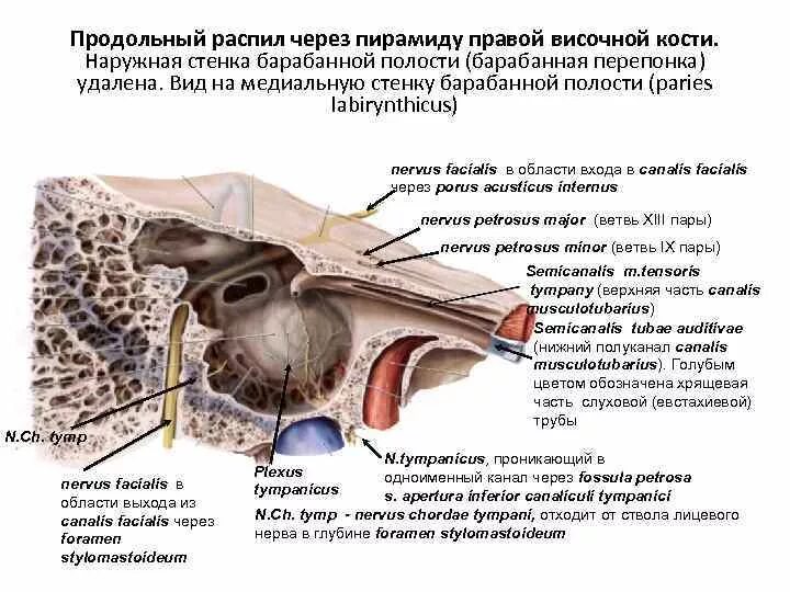 Canalis facialis височной кости. Сонно барабанные канальцы височной кости. Височная кость сонно-барабанные канальцы. Строение пирамиды височной кости. Пирамида височной кости анатомия.