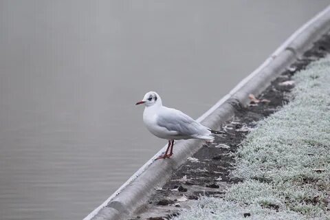 Чайка окунь