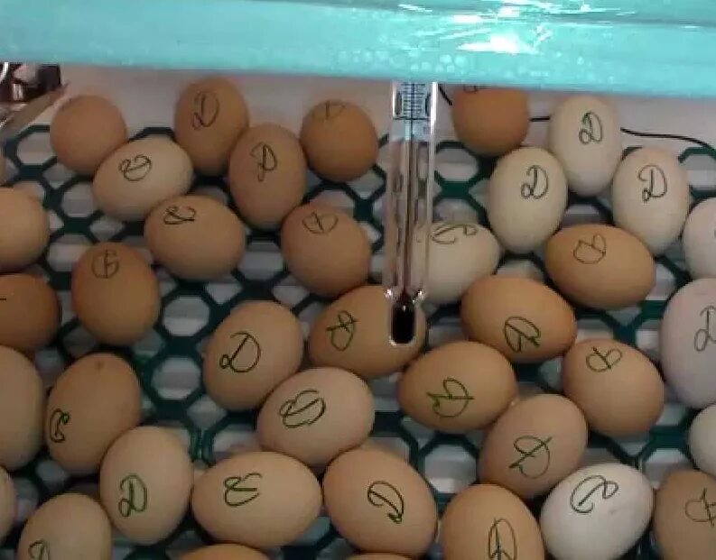 Моют ли яйца перед инкубацией. Инкубатор для яиц. Закладка яиц. Закладка яиц в инкубатор. Термометр на яйцо для инкубатора.