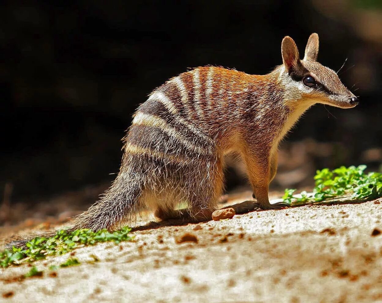 Сумчатый барсук 8. Сумчатые животные список. Сумчатый барсук 8. Сумчатый барсук 8. Бандикут (сумчатый барсук).