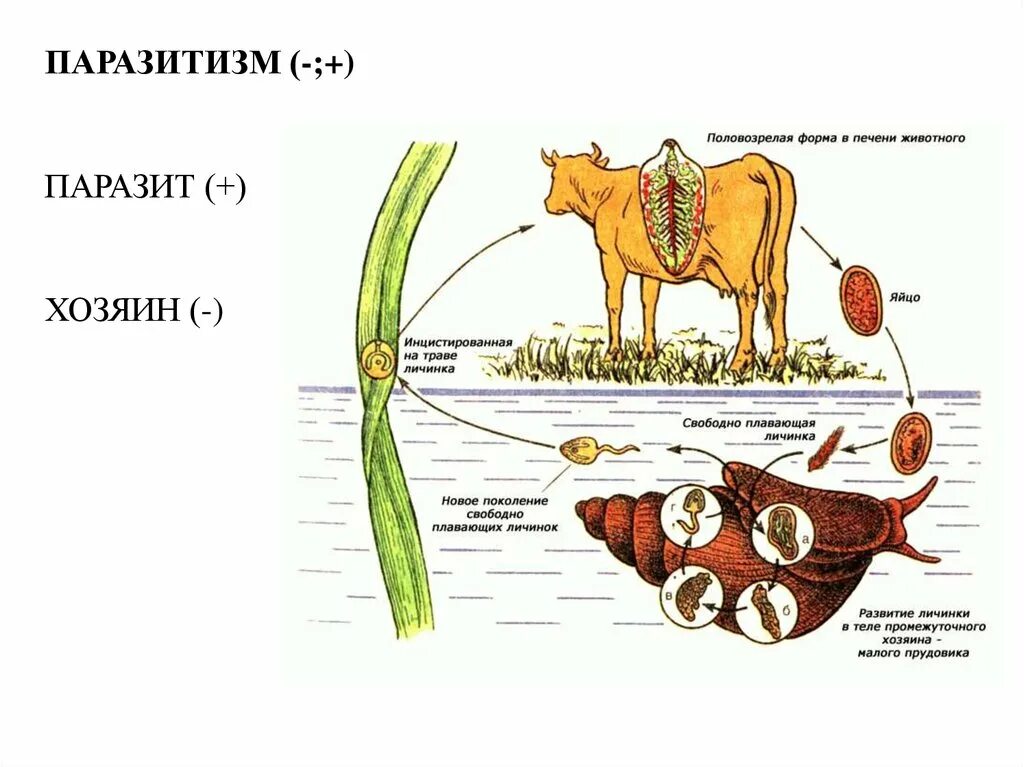 Половозрелая форма в печени животного. Малый прудовик промежуточный хозяин. Промежуточные и основные хозяева паразитов. Паразиты ЕГЭ. Прудовик промежуточный хозяин сосальщика