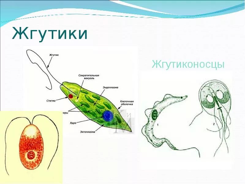 Простейшее имеющее жгутик. Жгутиконосцы эвглена. строение жгутиконосца бодо. жгутиконосцы эвглена зеленая. жгутиконосцы строение.