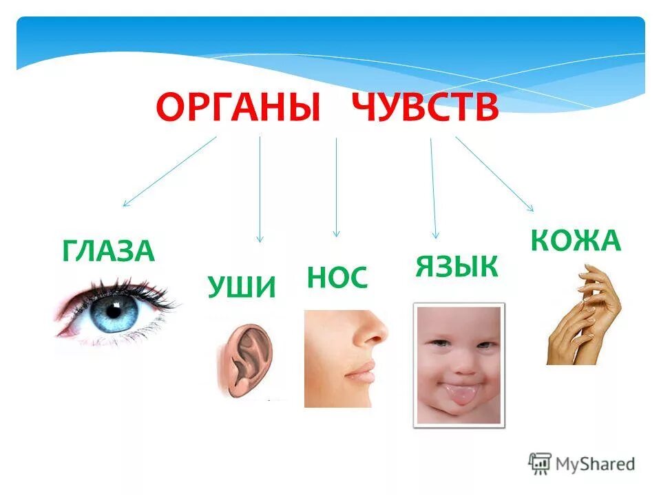 Общее название органов глаз ухо кожа нос