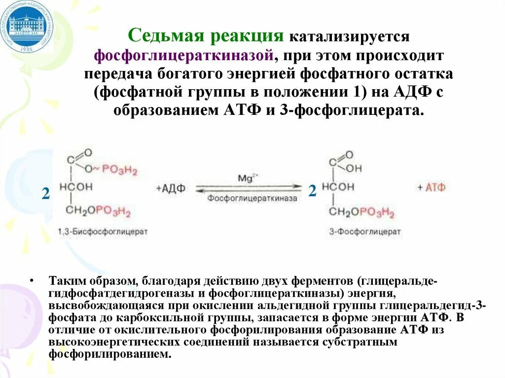 Метаболизм углеводов Биологические функции углеводов Основные