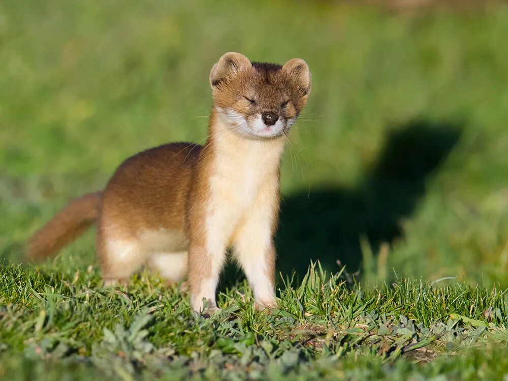 Крот описание. Ласка – самый маленький представитель отряда хищных. Известно что ласка обыкновенная хищное млекопитающее. Хищных млекопитающих из семейства куньих. Семейство куньи сообщение.