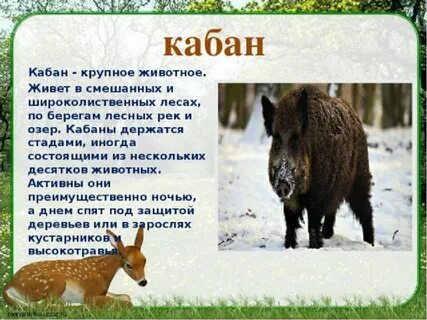 Подготовить сообщение о диких животных вашего края