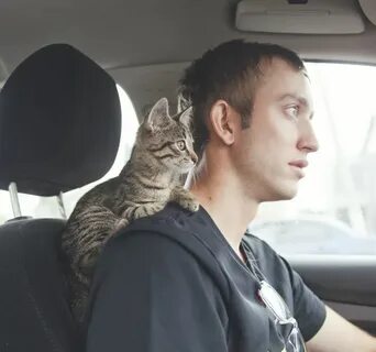 Кот 4 дня в машине