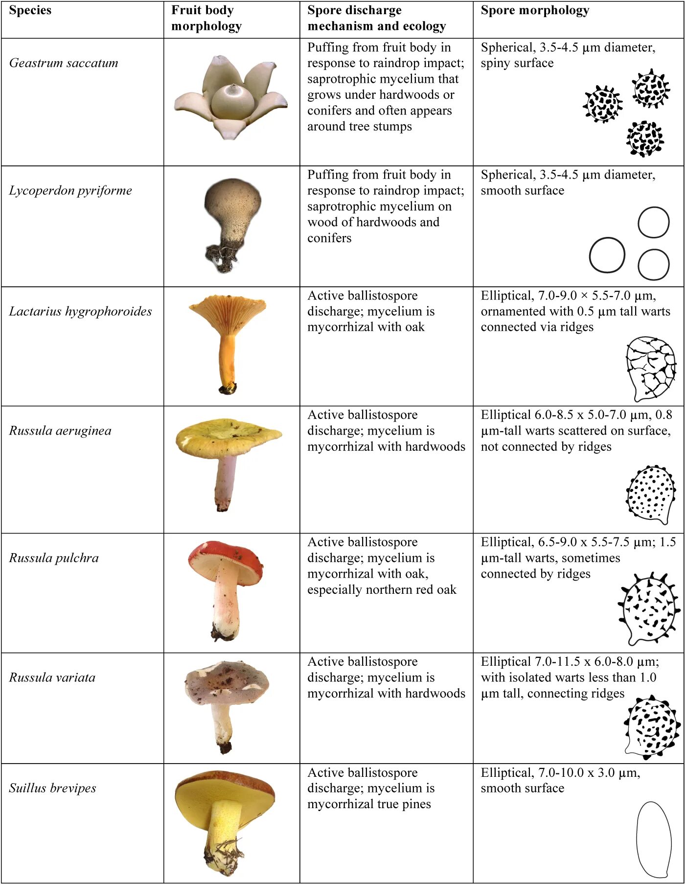 Биполярис гриб. Fungi Spores. Грибы в виде мозгов. Грибы споры в продаже. Грибы биология огэ