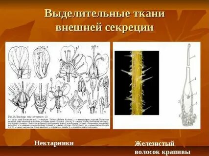 Выделительные ткани какие
