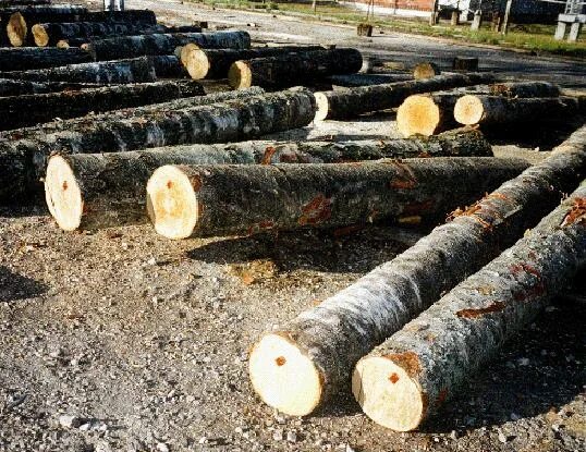 дровяная берёза (пиловочник 2-3 сорта). кряж лесоматериалы. импорт пиломатериалов. кряж лесоматериал. пиловочник березовый.