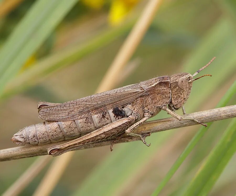 отряд прямокрылые подотряд. зеленчук короткокрылый. прямокрылые саранчовые. отряд прямокрылые кузнечики. кобылка прямокрылые.