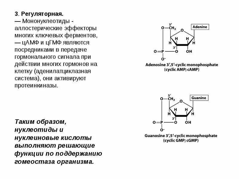 Роль цамф. Цикло аденозинмонофосфат. Функция цамф биохимия. Аденозин 5 монофосфат формула. Цамф формула биохимия.
