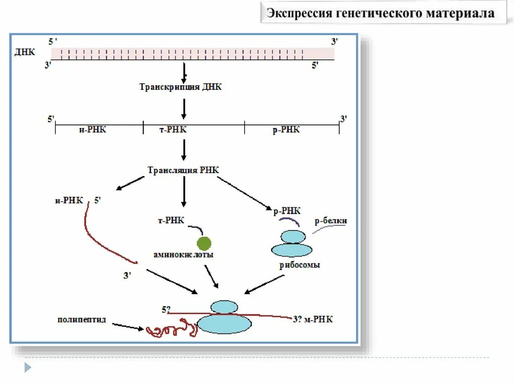 Последовательность транскрипции трансляции. Трансляция ДНК. Трансляция ДНК схема. Транскрипция и трансляция ДНК. Транскрипция и трансляция ДНК кратко.