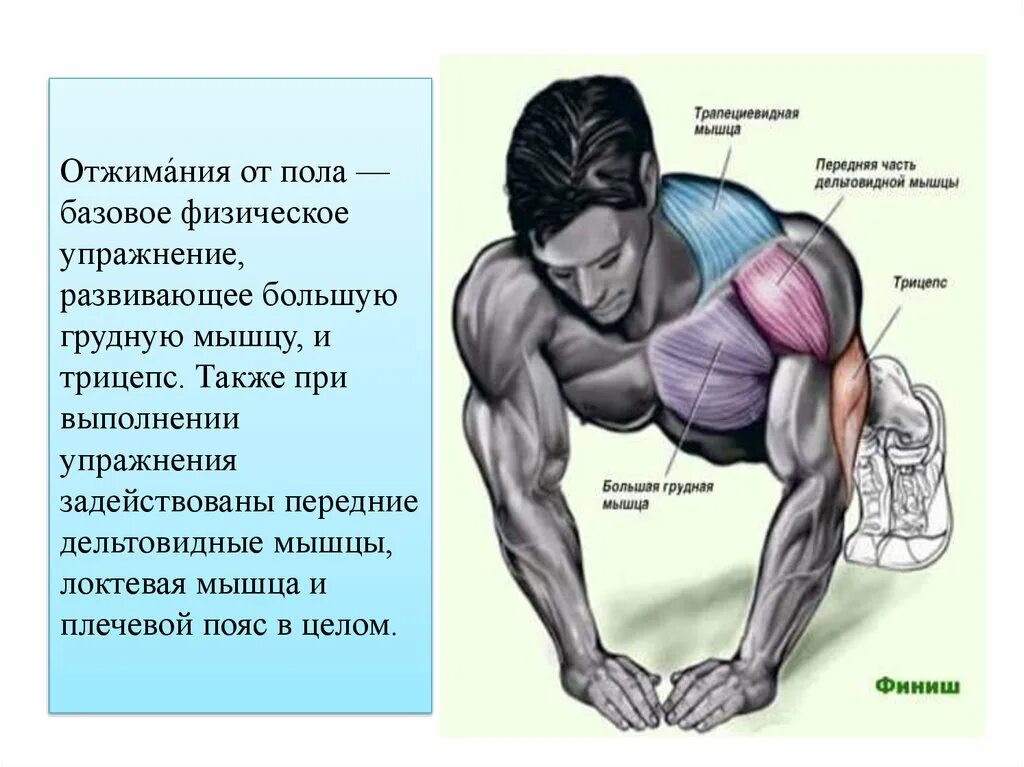 Отжимания группы мышц. Схема прокачки грудных мышц отжиманиями. Отжимания от пола какие мышцы. Отжимания от пола какие мышцы работают. Упражнения на развитие грудных мышц