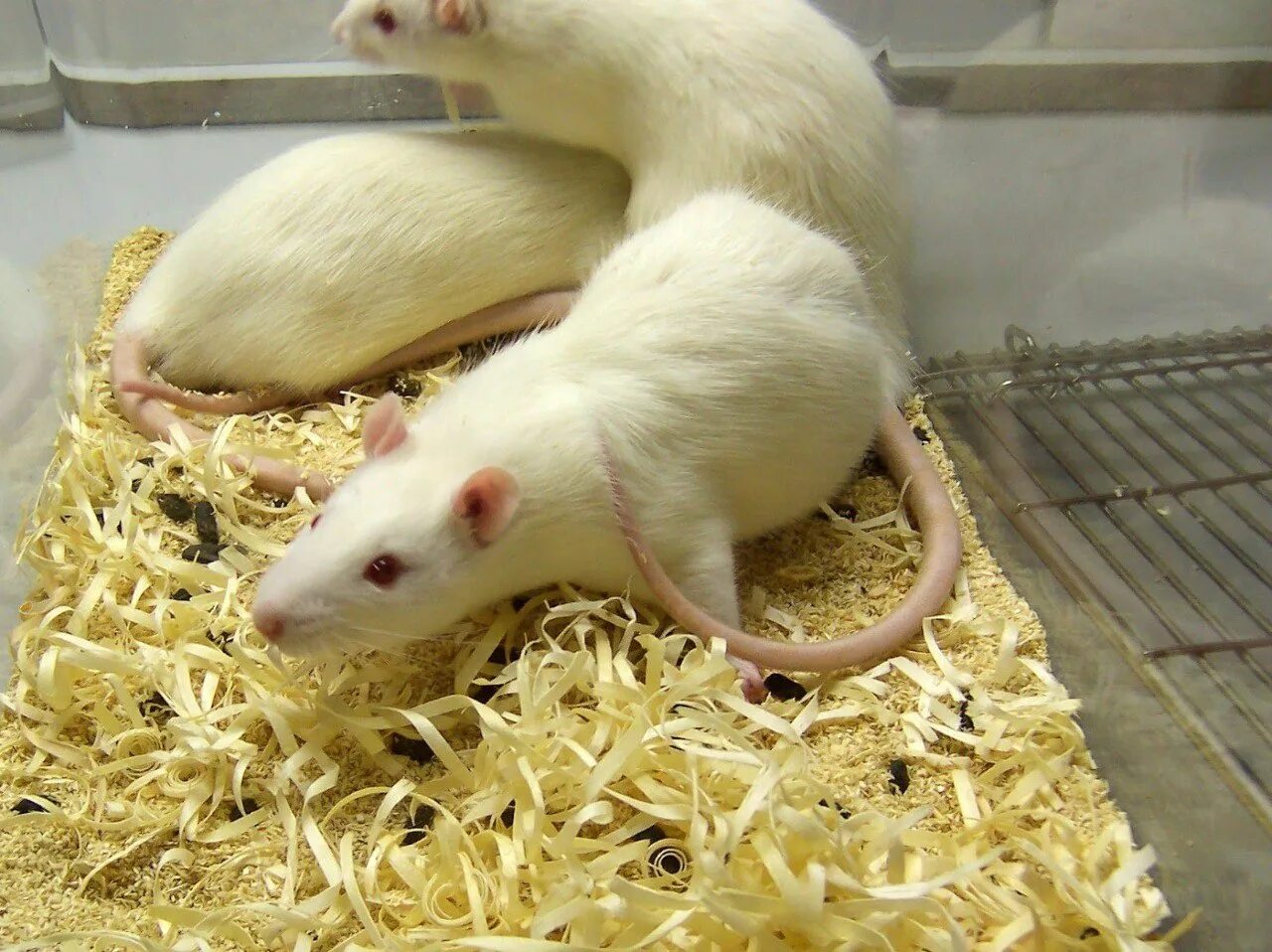 Лабораторная крыса. Белая лабораторная крыса. Декоративные мыши. Белая декоративная мышь.