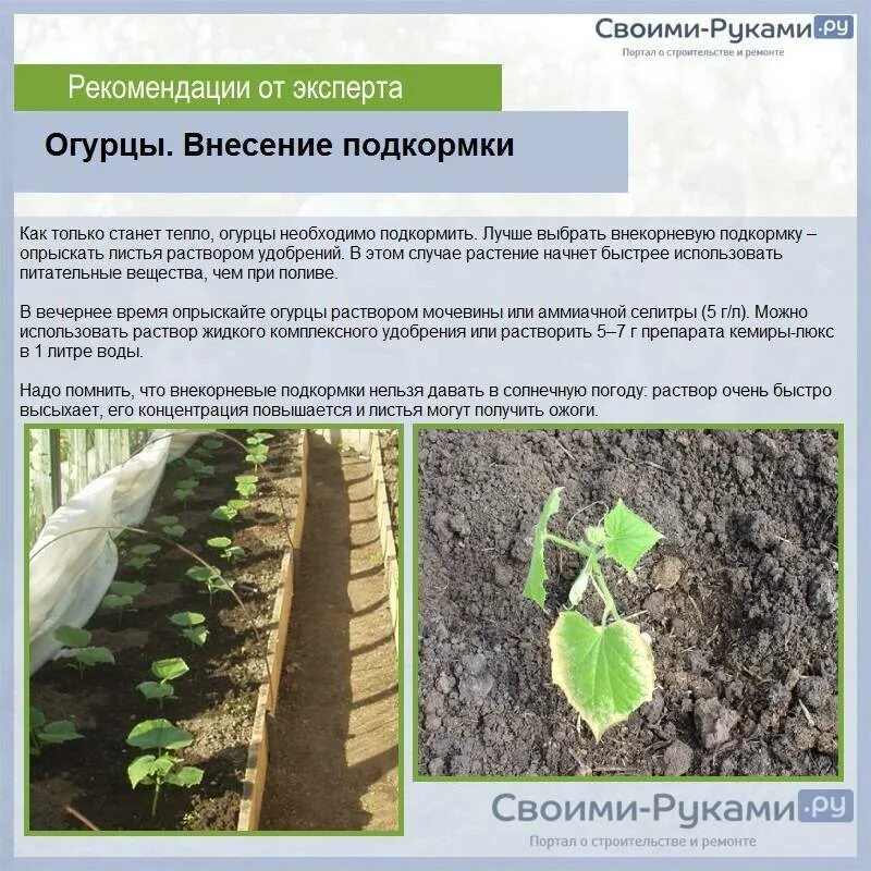 Схема подкормки рассады огурцов. Удобрения подкормки рассады огурцов в грунте. Подкорм для огурцов в теплице. Высадка рассады в парник.