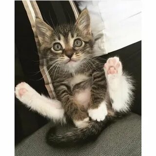 Ну кошечка