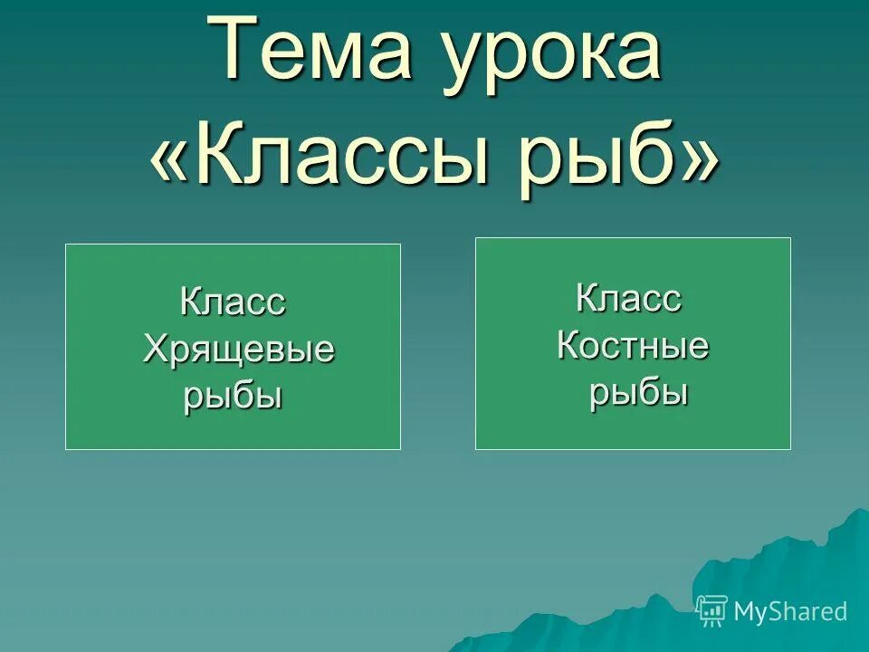 Урок класс рыбы 7 класс