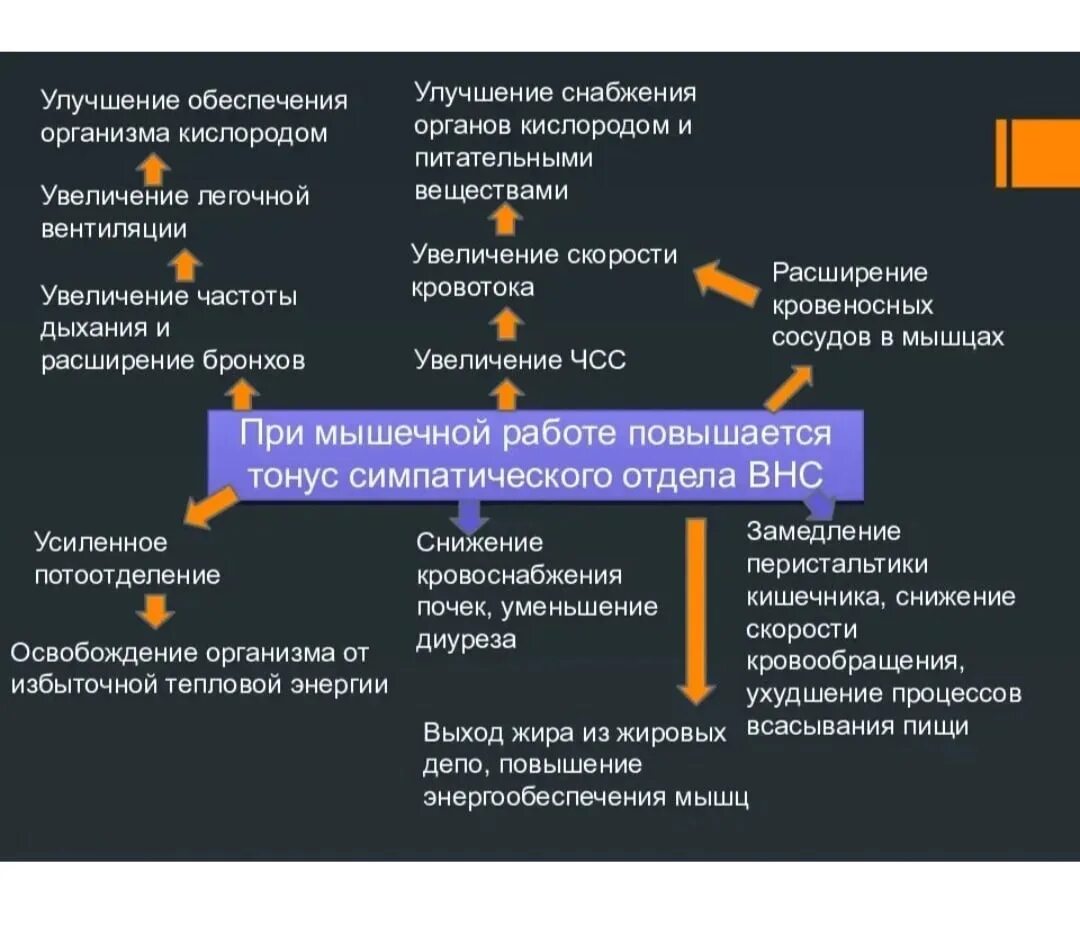 Состояние организма при котором замедляется жизненные процессы. Функциональные изменения при физических нагрузках. Физиологические изменения при физических нагрузках. Функциональные изменения при физической нагрузке схема. Изменение гормонов при физической нагрузке.