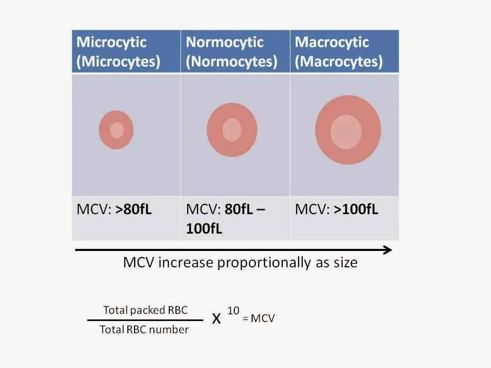 E mcv. Mchc и mch разница. mch картинка. &#039;mcv,fl&#039;. rbc size.