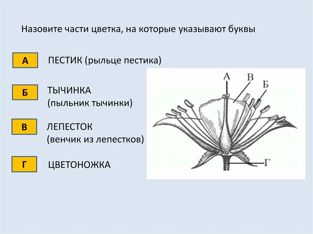 Тест на тему органы растений. Органы цветковых растений тест. Контрольная работа 6 класс: органы цветкового растения. Назовите части цветка.