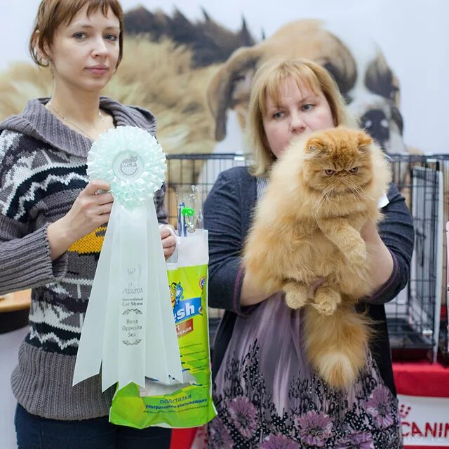 выставка кошек волгоград европа сити молл. выставка котят. выставка кошек в кургане 2022. котик выставка. выставка кошек волгоград европа сити молл.