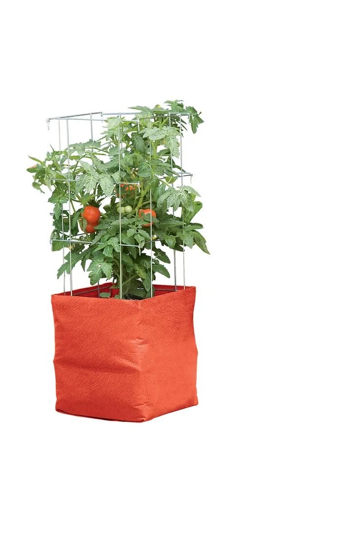 Tomato grow. Помидоры на грядке. подвесные грядки с помидорами черри. грядка помидор искусственное освещение. growbag для домашних цветов.