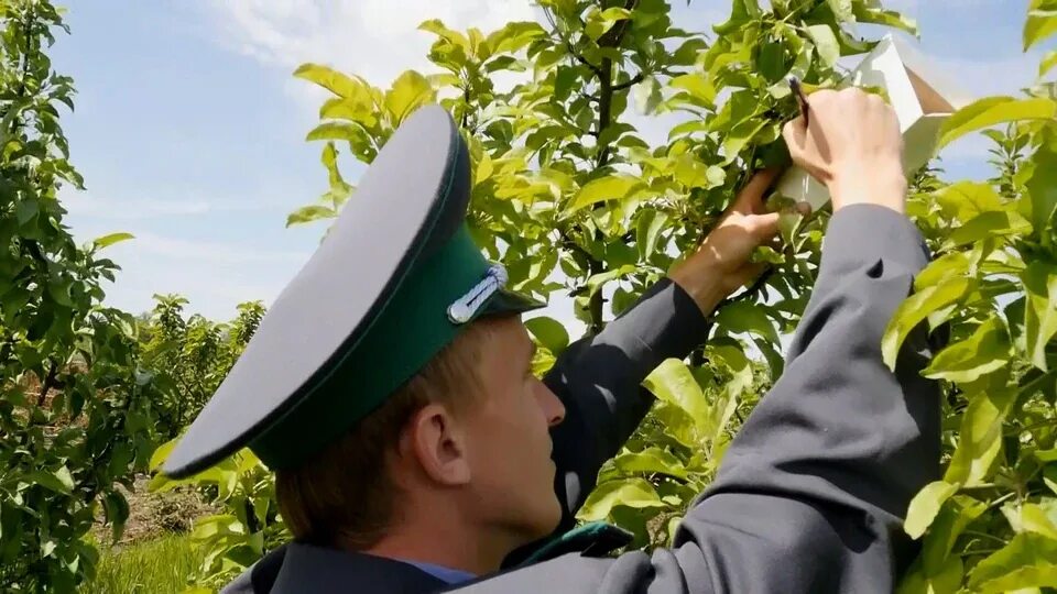 Россельхознадзор по орловской области. Россельхознадзор ловушки феромонные. Феромонный мониторинг вредителей. Ловушки лес Россельхознадзор. Феромоновые ловушки на кукурузе.