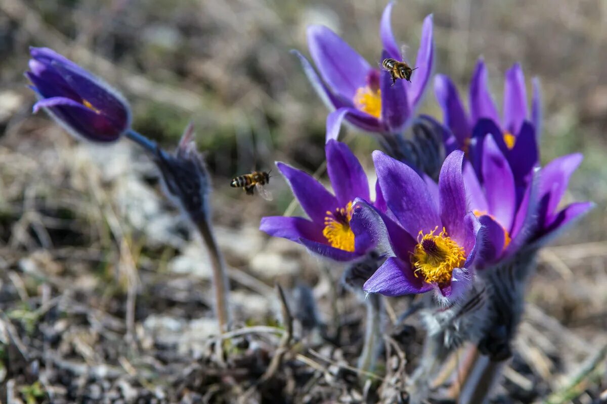 Прострел весенний сон-трава. Прострел весенний сон-трава. Прострел / пульсатилла обыкновенный. Прострел - сон трава. Прострел богемский.