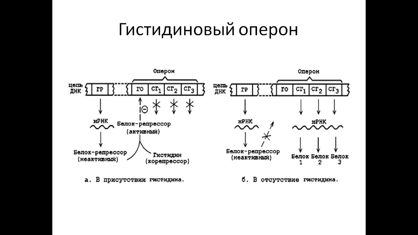 Гистидиновый оперон регуляция. Биосинтез белка у прокариот схема. Принцип работы гистидинового оперона. Регуляция синтеза белка лактозный оперон.