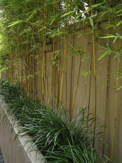 Imagen de jardin decorado con bambu Bamboo garden, Bamboo landscape, Garden desi