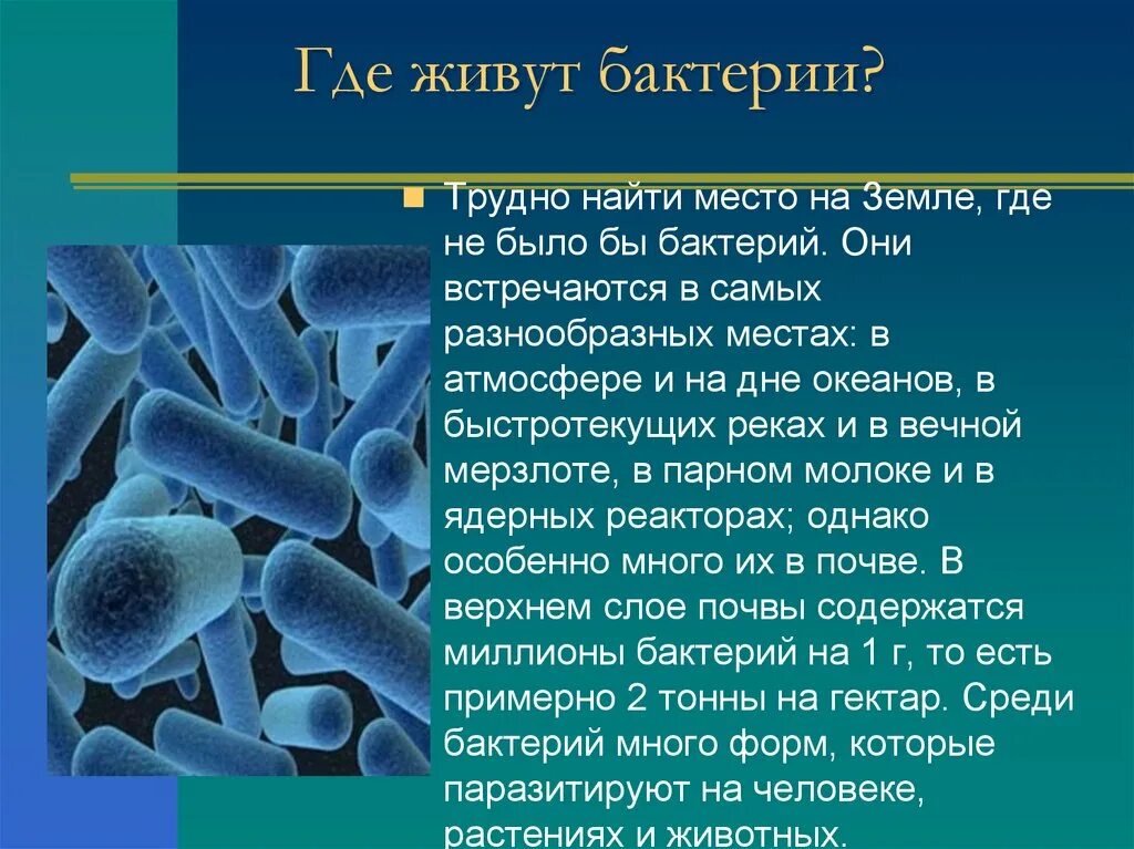 Общая характеристика бактерий 7 класс биология презентация. Информация о бактериях. Рассказ о бактериях. Доклад о бактерии 5 класс по биологии бациллы. Доклад о бактериях.