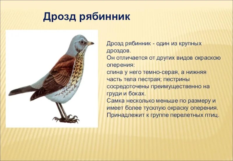 Характеристика птиц леса. Дрозды рябинники описание. дрозд рябинник перелетная птица. дрозд описание птицы. лесные птицы презентация.